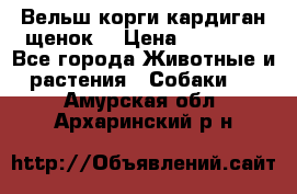 Вельш корги кардиган щенок  › Цена ­ 35 000 - Все города Животные и растения » Собаки   . Амурская обл.,Архаринский р-н